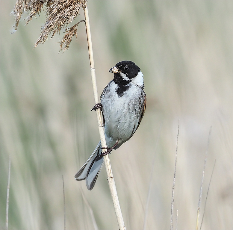 Reed Bunting - Male