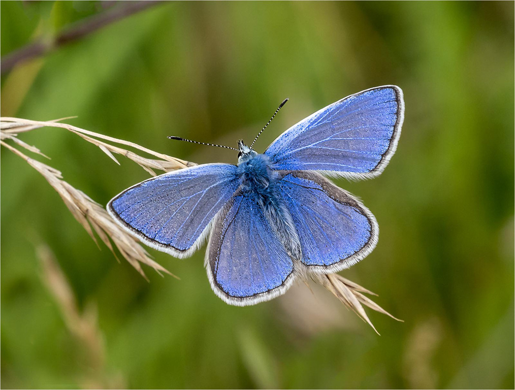 Common Blue - Male