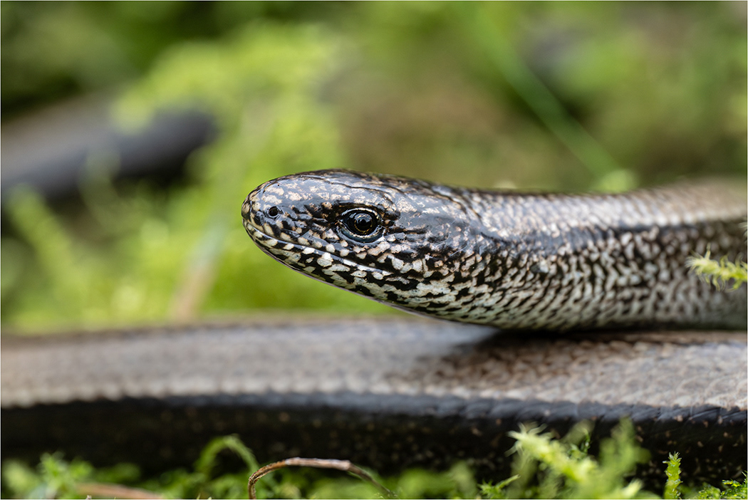 Slow worm 2