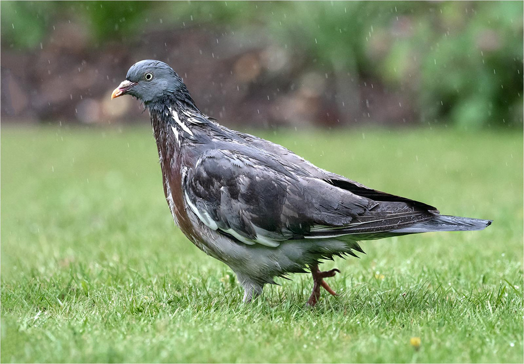 Wood Pigeon