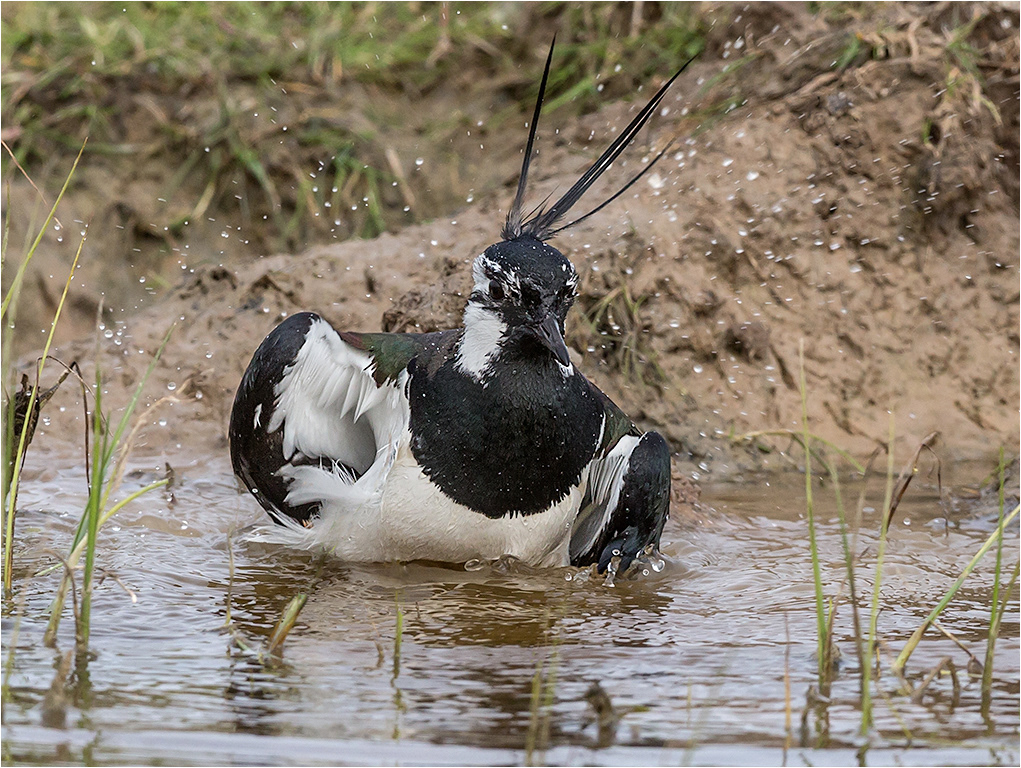 Lapwing