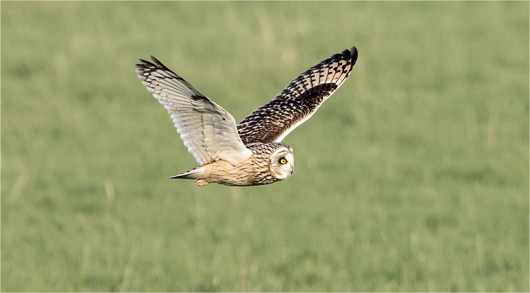 Short Eared Owl