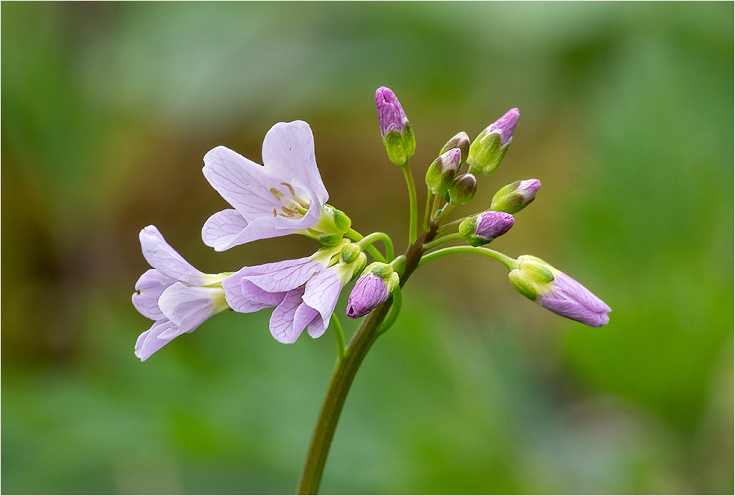 Cuckoo Flower