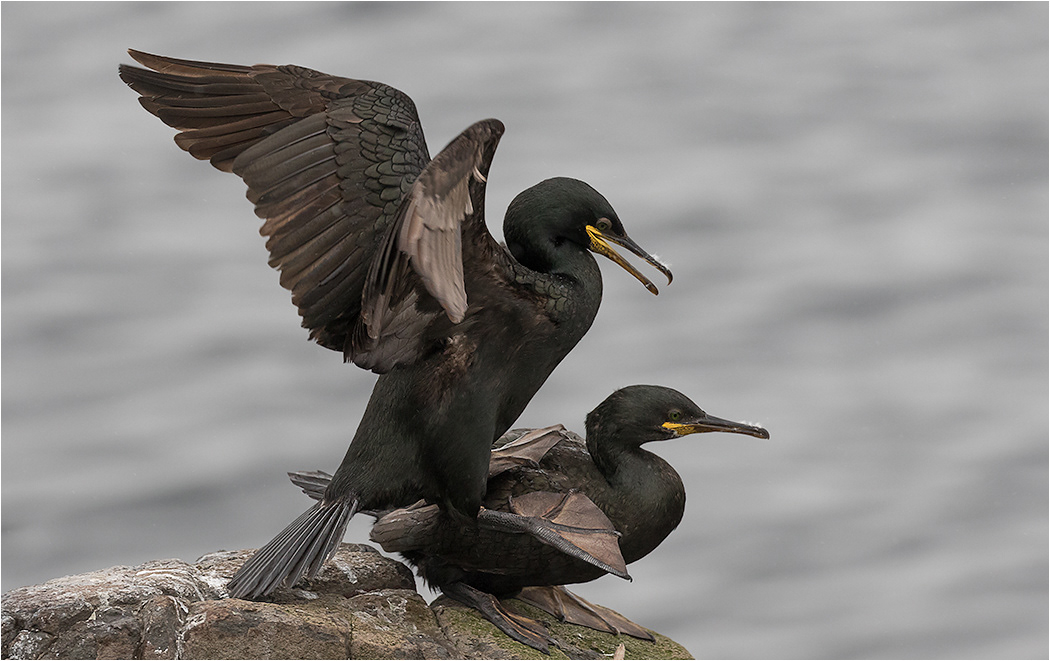 Shag Mating