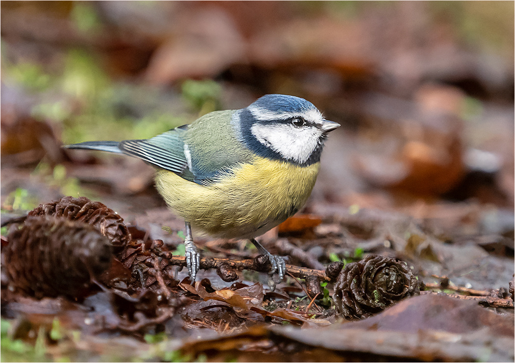 Blue Tit