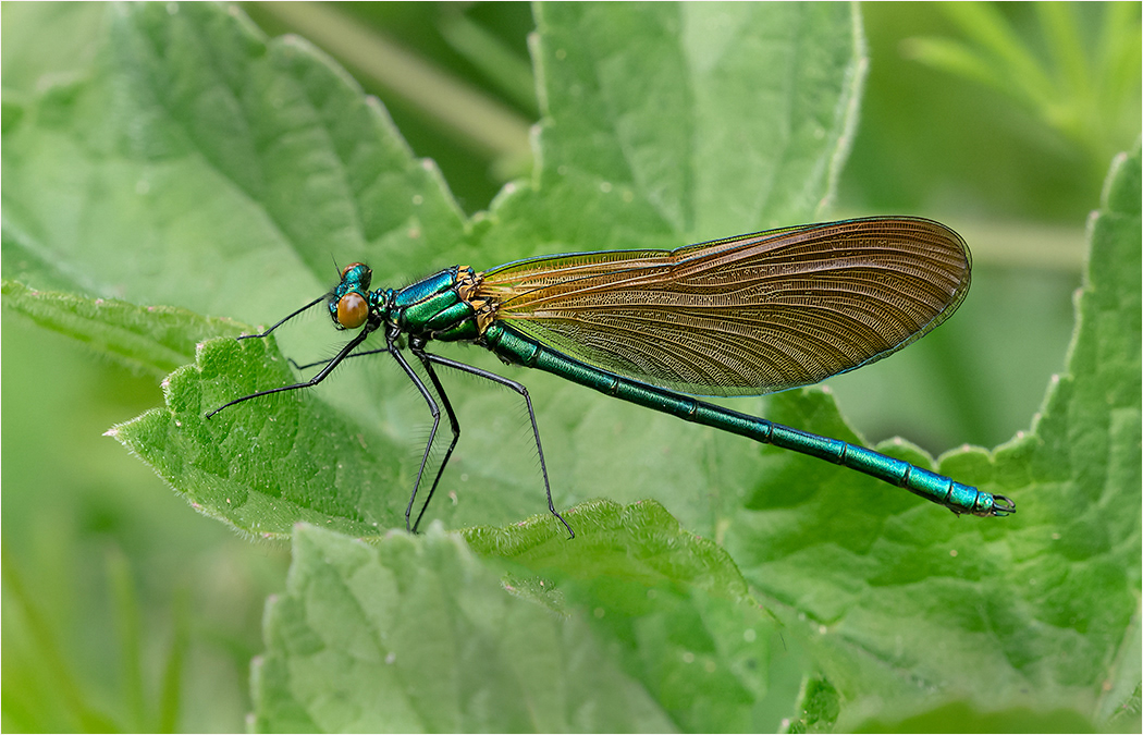 Beautiful Demoiselle - Male