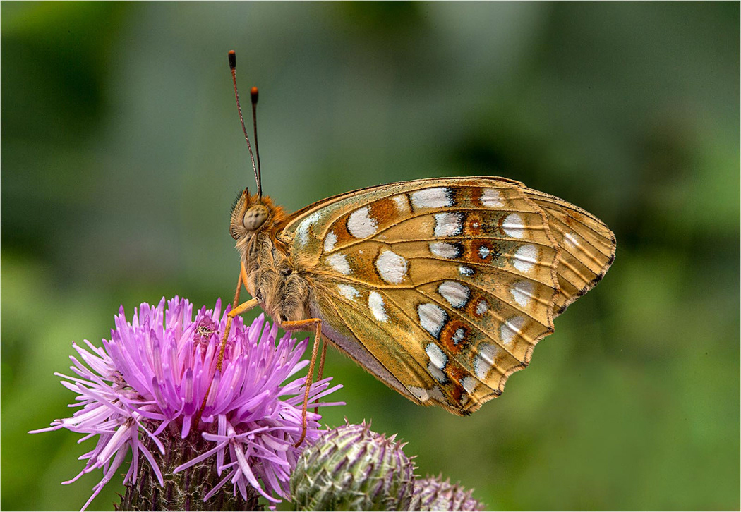 High Brown Fritallary