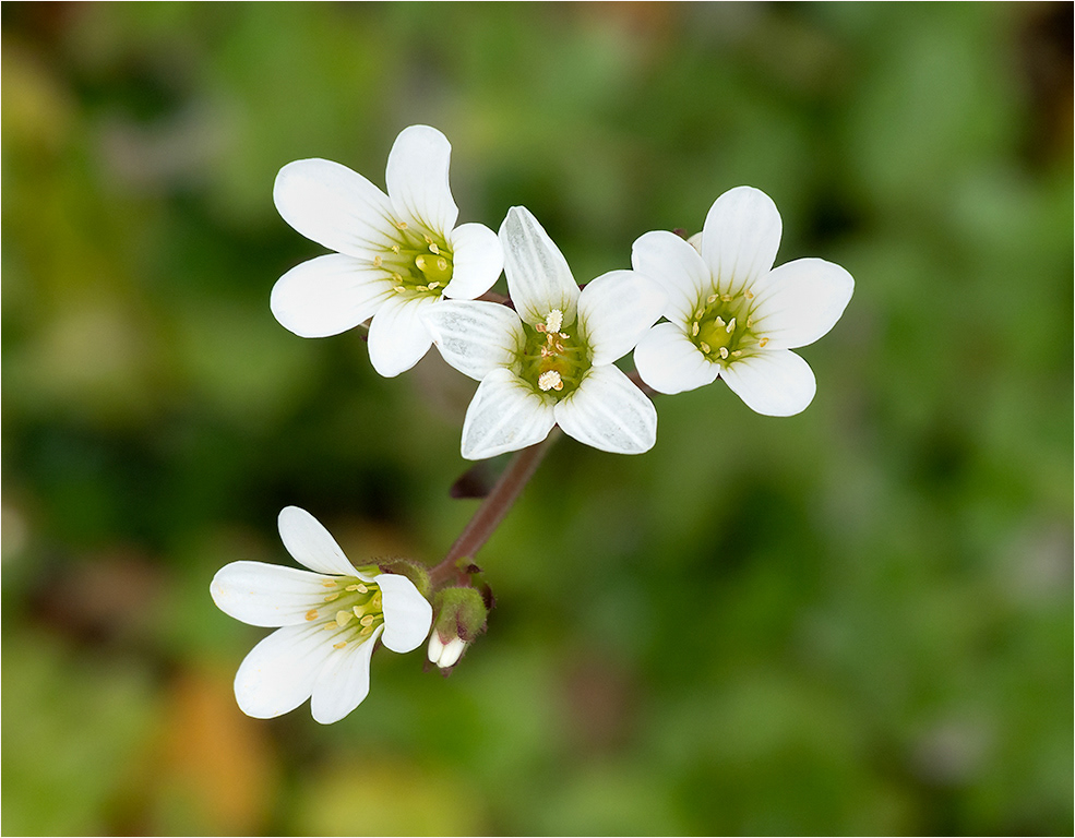 Meadow Saxifrage