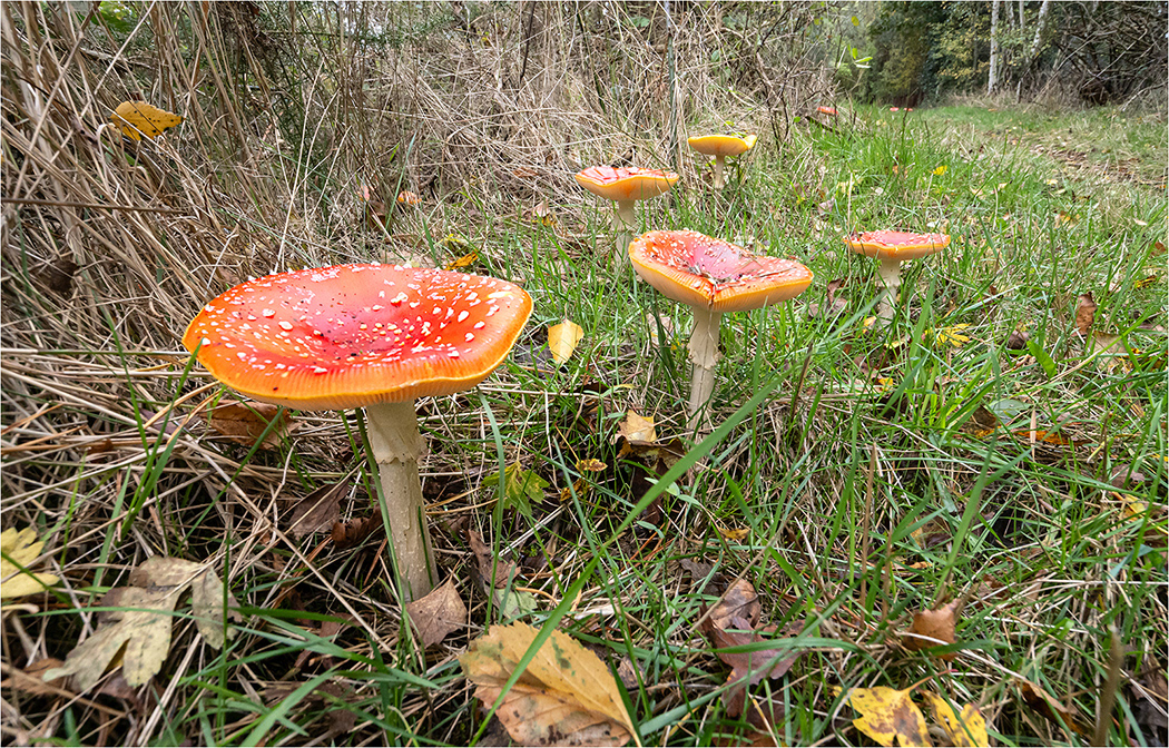 Fly Agaric Group 1