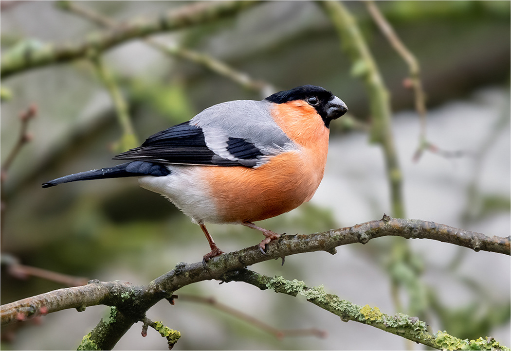 Male Bullfinch