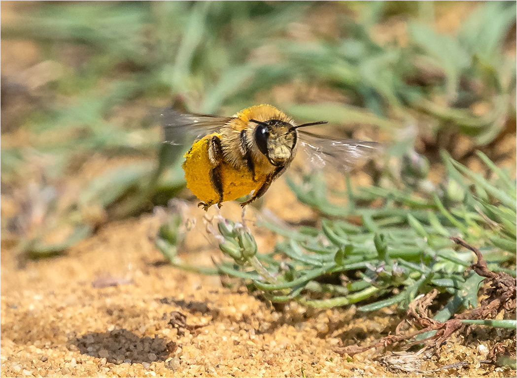 Pantaloon Bee