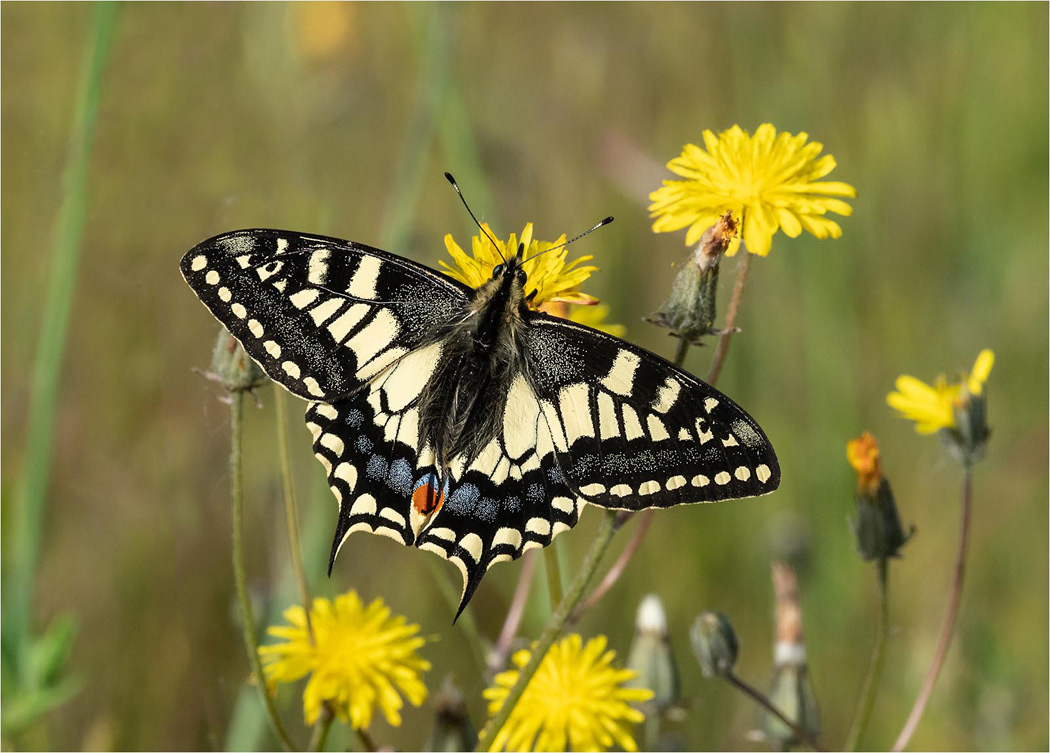 Swallowtail