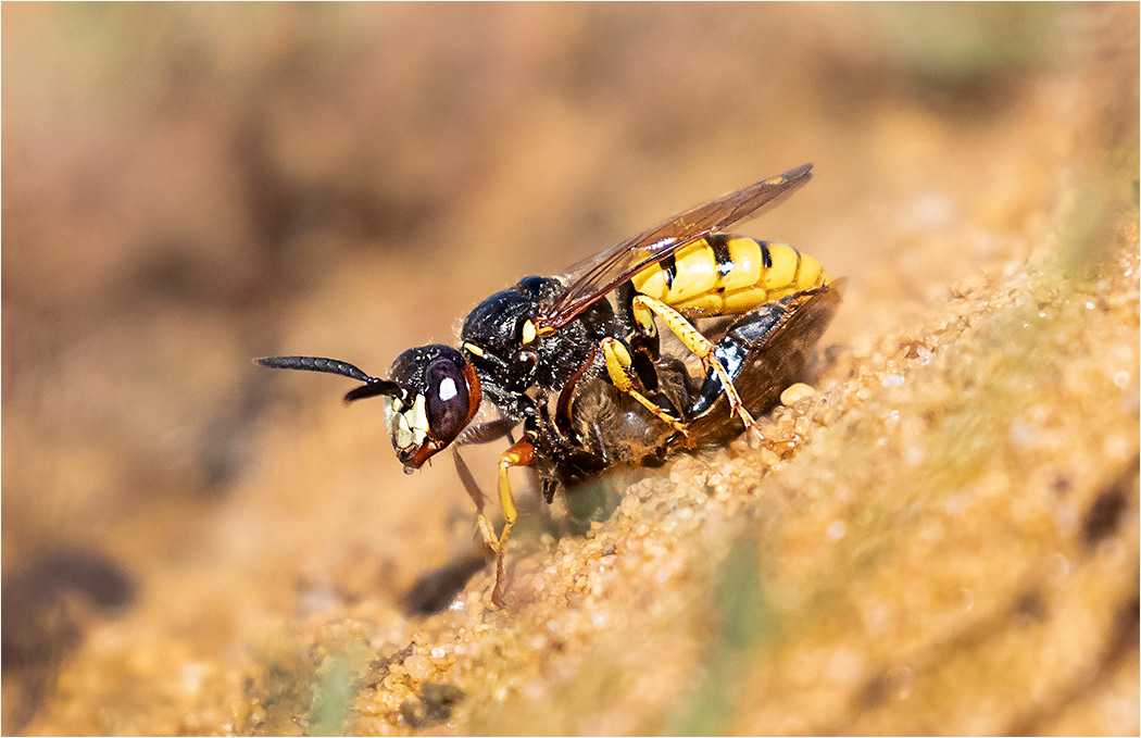 Bee Wolf Wasp with prey