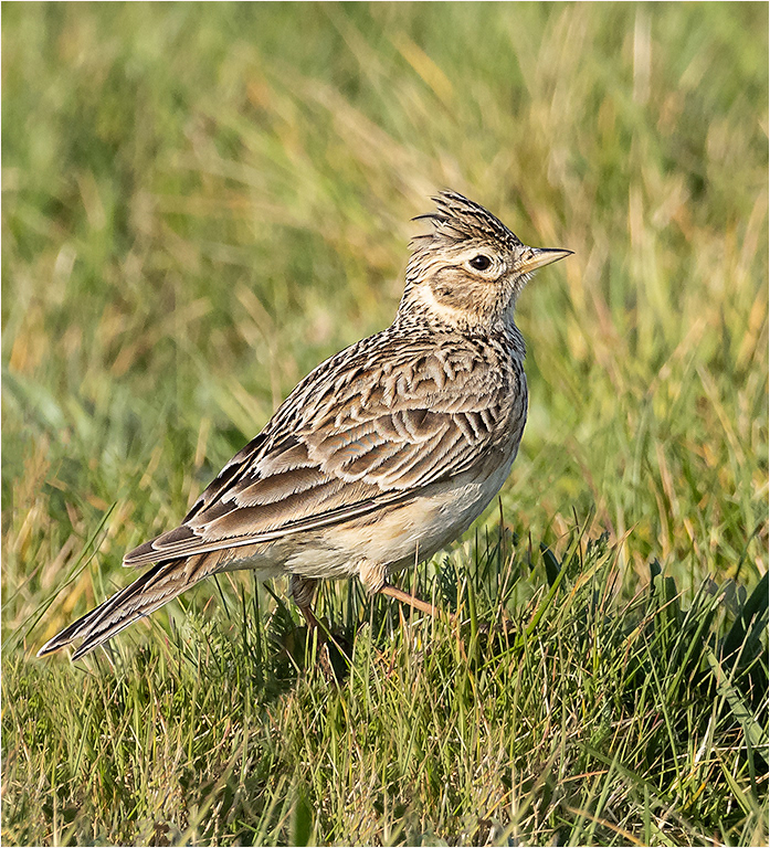 Skylark