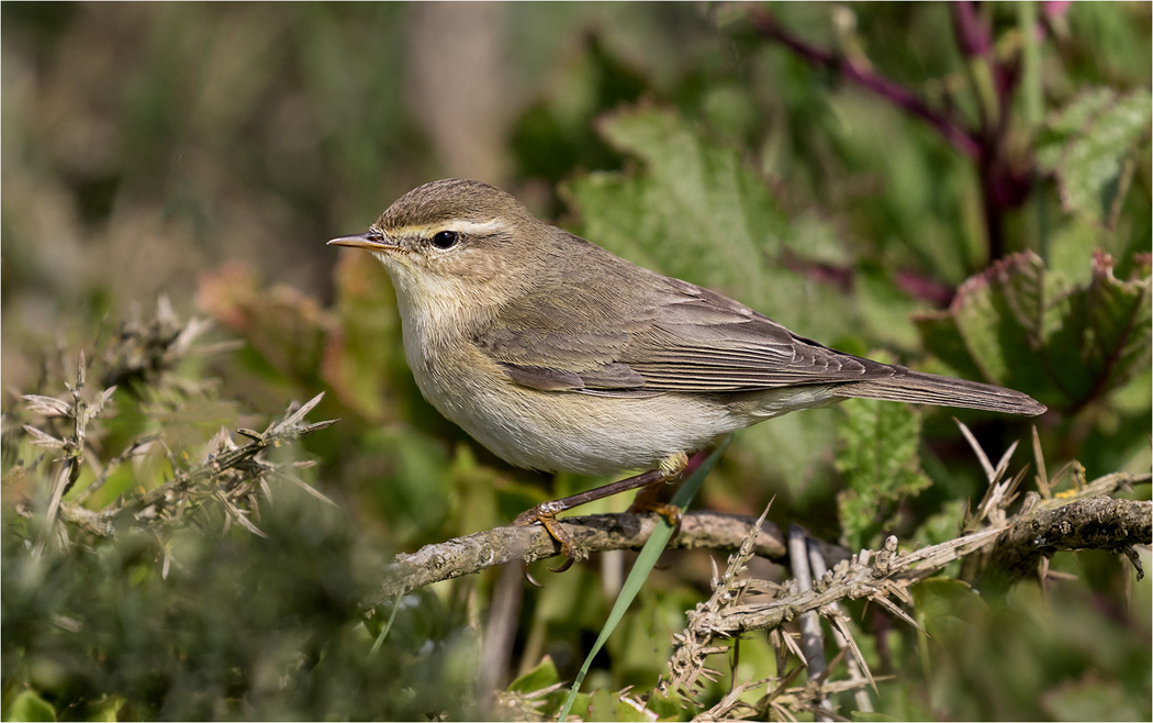 Willow Warbler