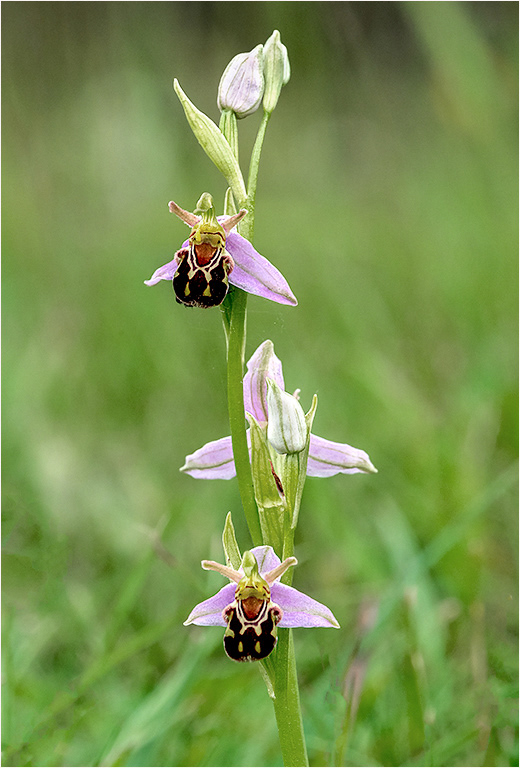 Bee Orchid