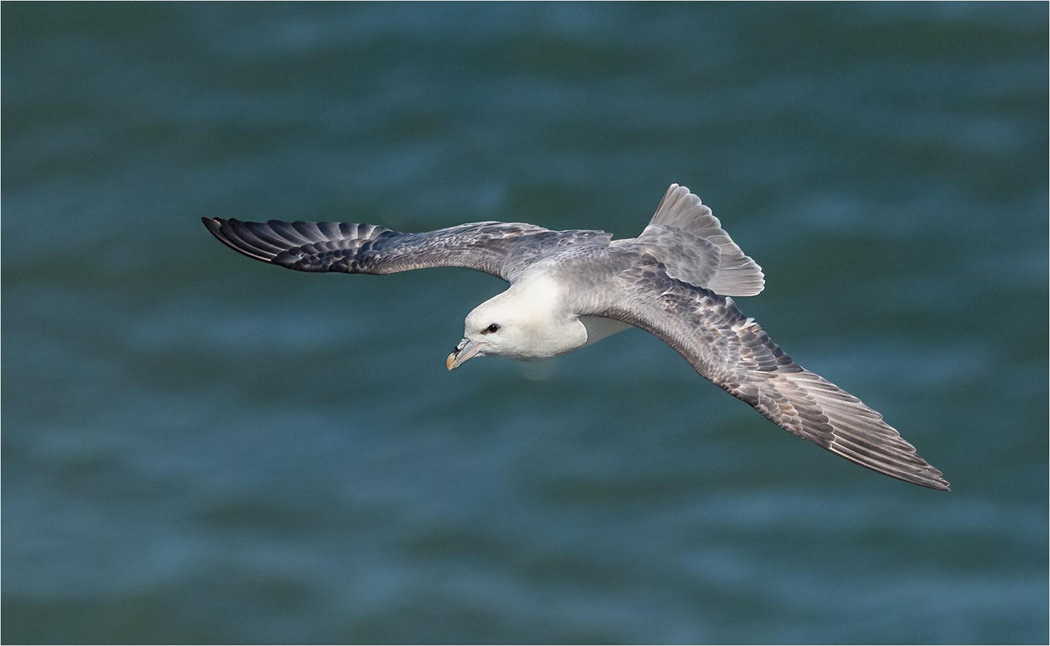 Fulmar