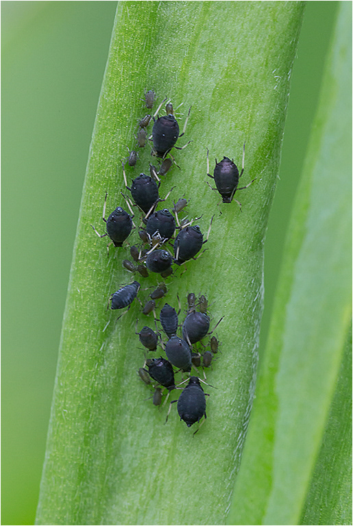 Aphids