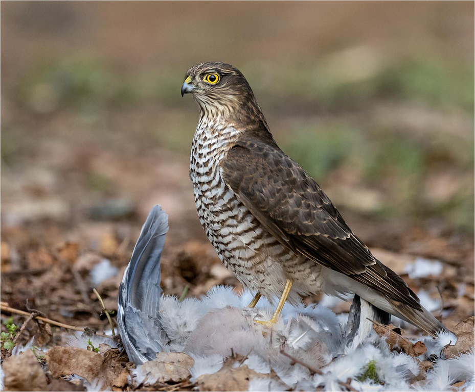 Spearrowhawk Close up