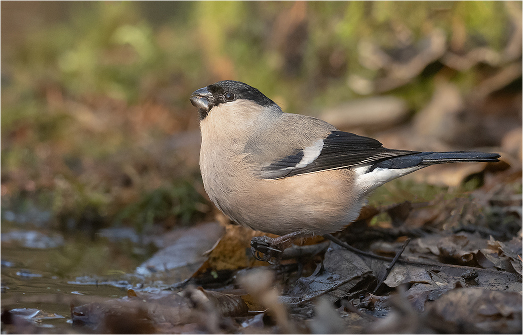 Bullfinch Female