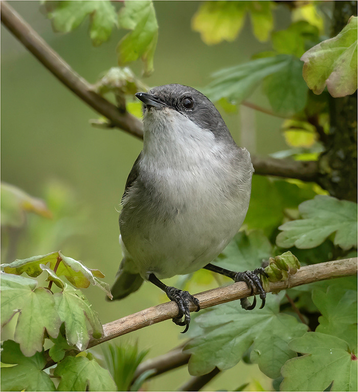 Lesser Whitethroat