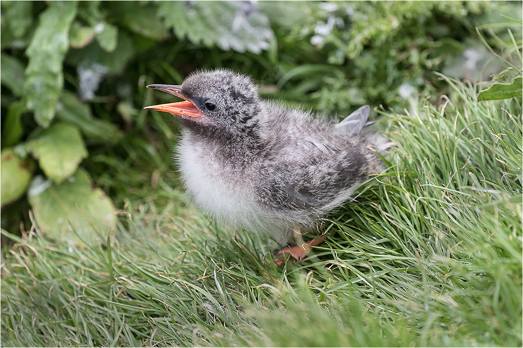 Arctic Tern Chick