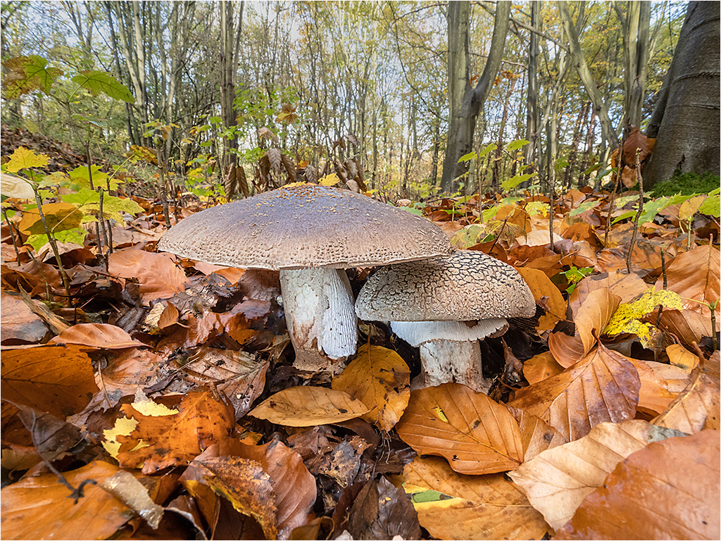 Panther Cap in Habitat