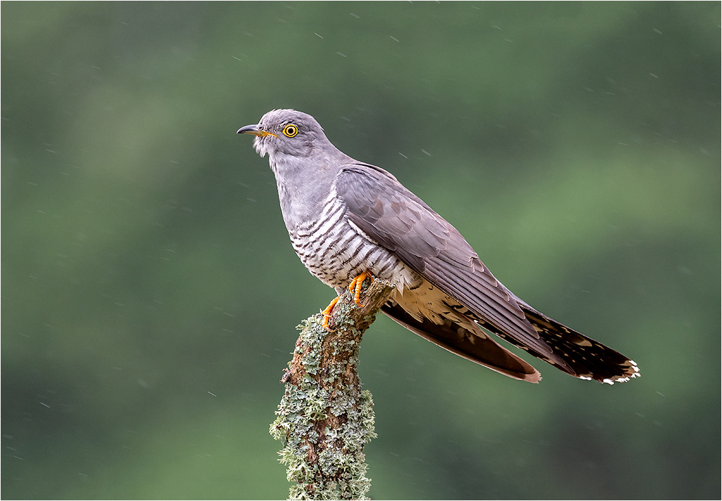 Cuckoo