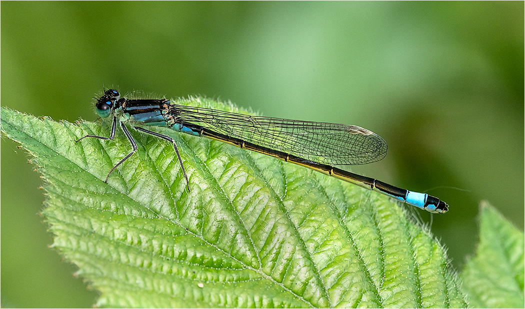 Blue Tailed