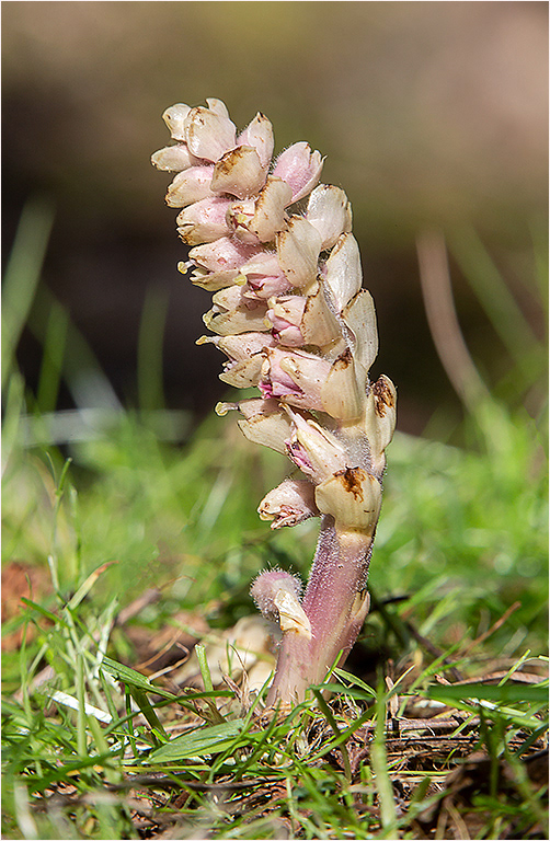 Toothwort