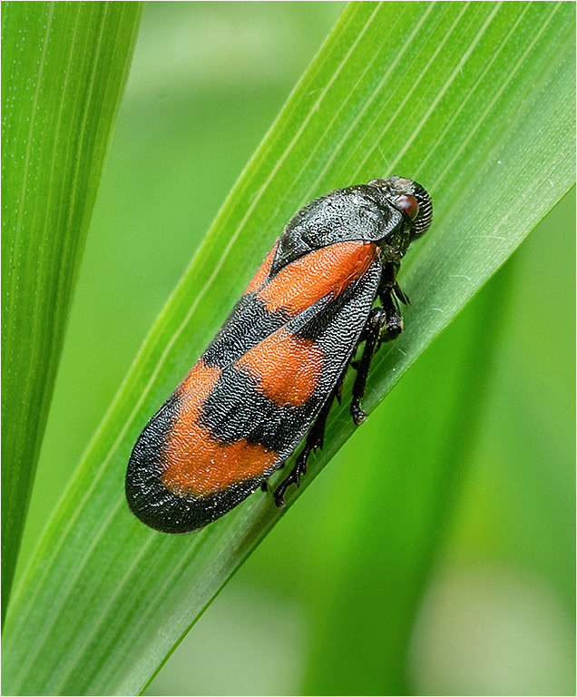Froghopper