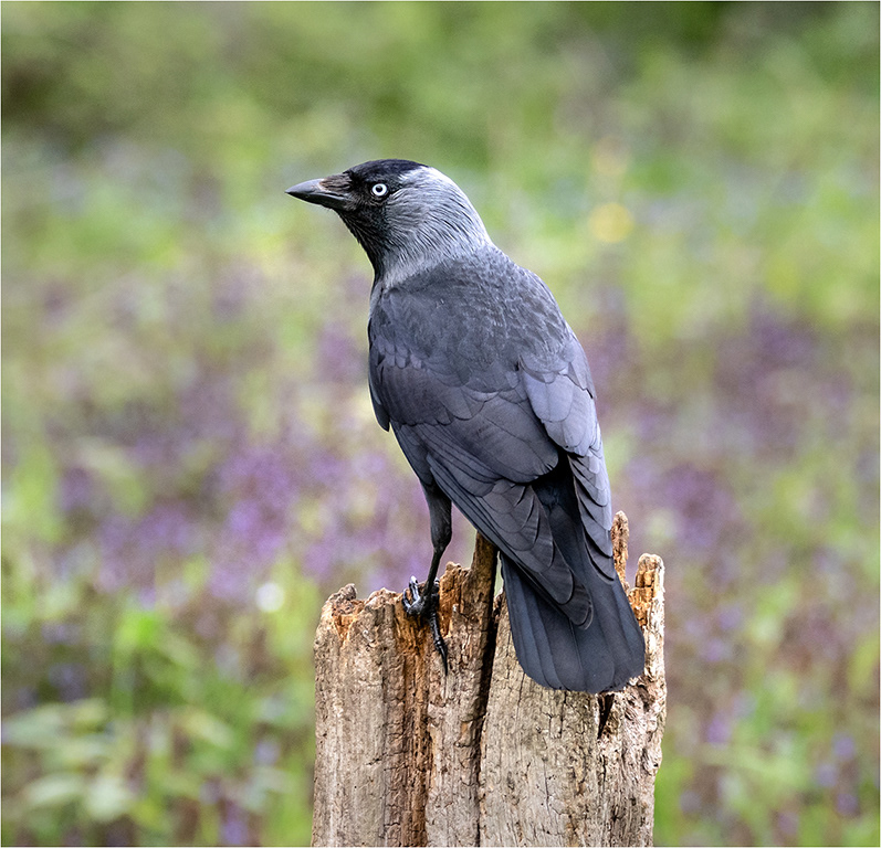 Jackdaw