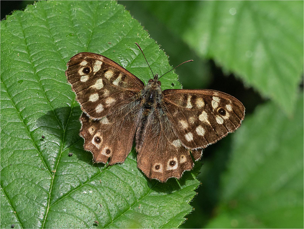 Speckled Wood