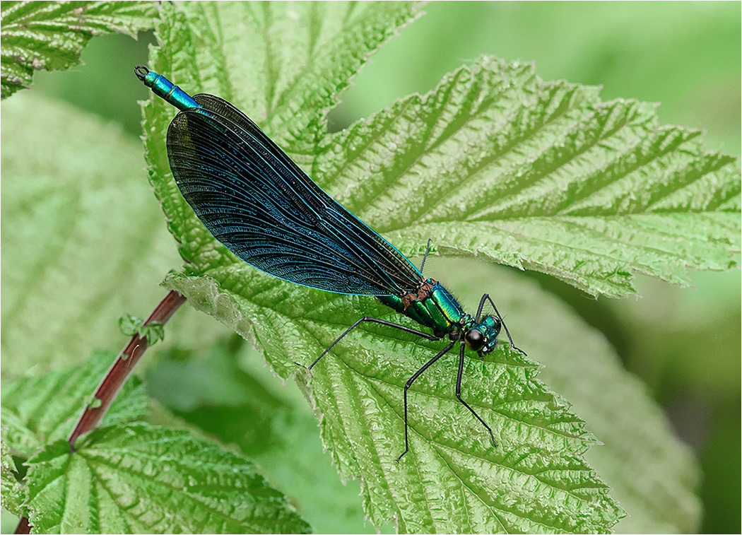Beautiful Demoiselle - Male
