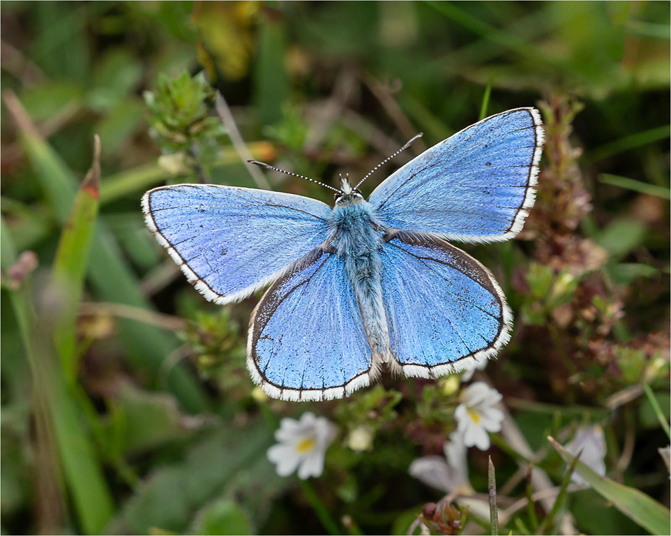 Adonis Blue