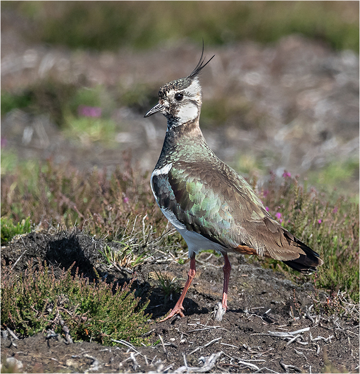 Lapwing