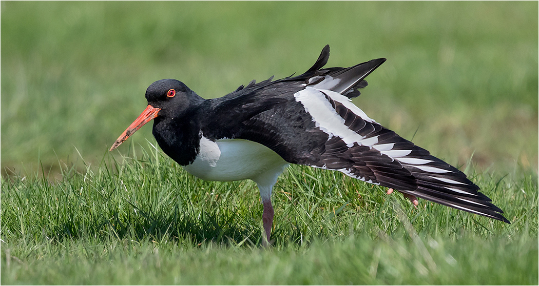 Oystercatcher