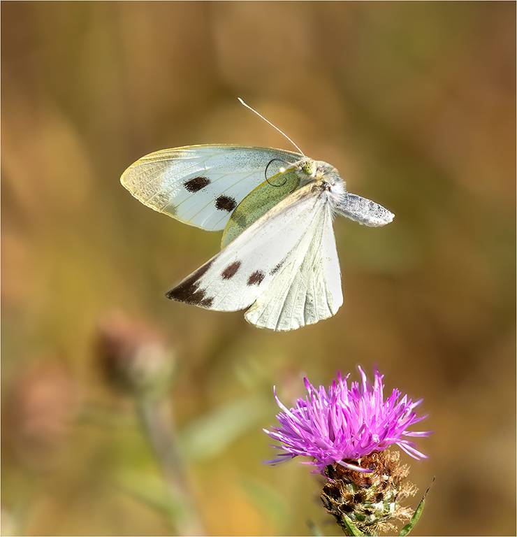 Large White Butterfly