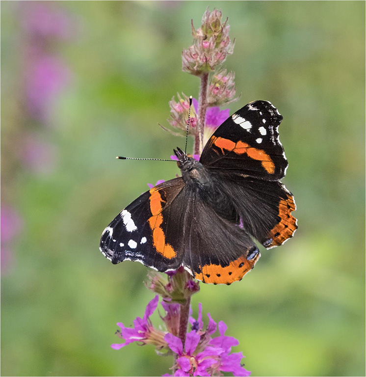 Red Admiral on Purple Loosestrife