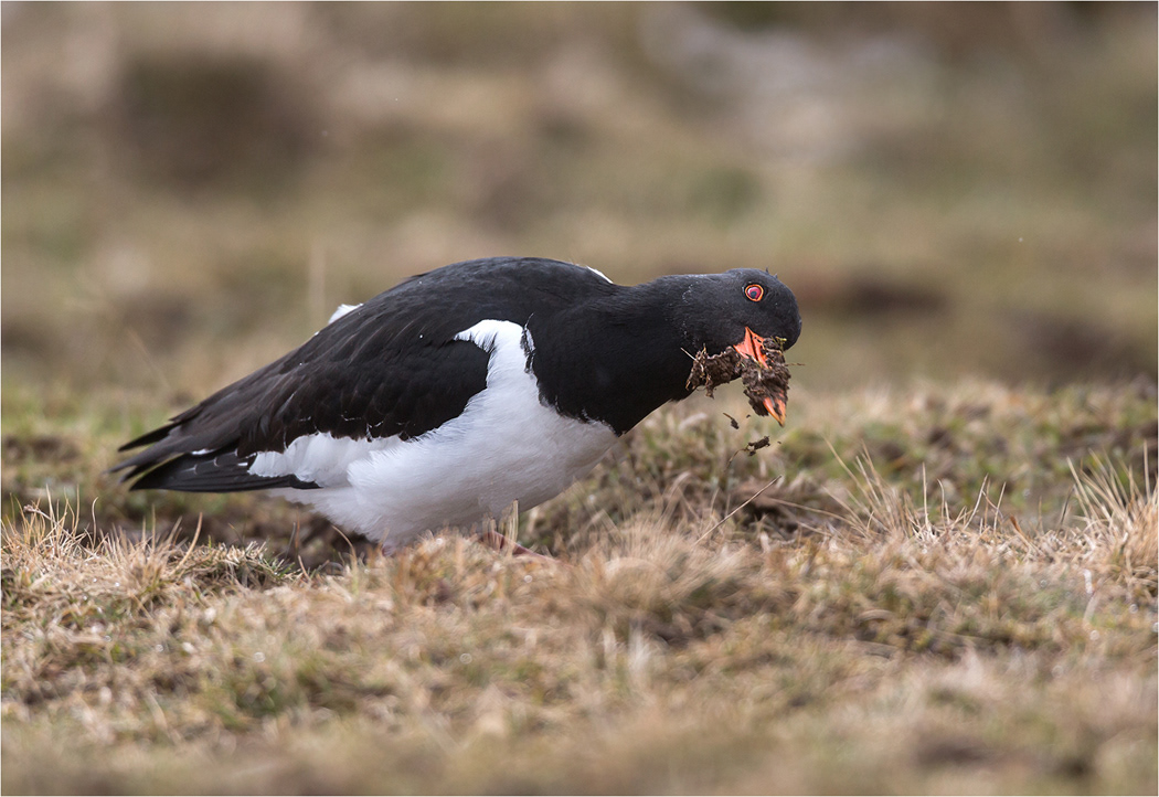Oystercatcher