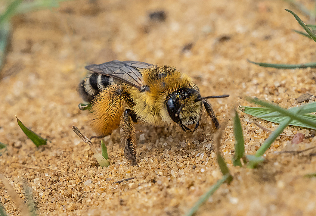 Pantaloon Bee