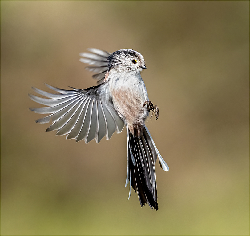 Long Tailed Tit in Flight