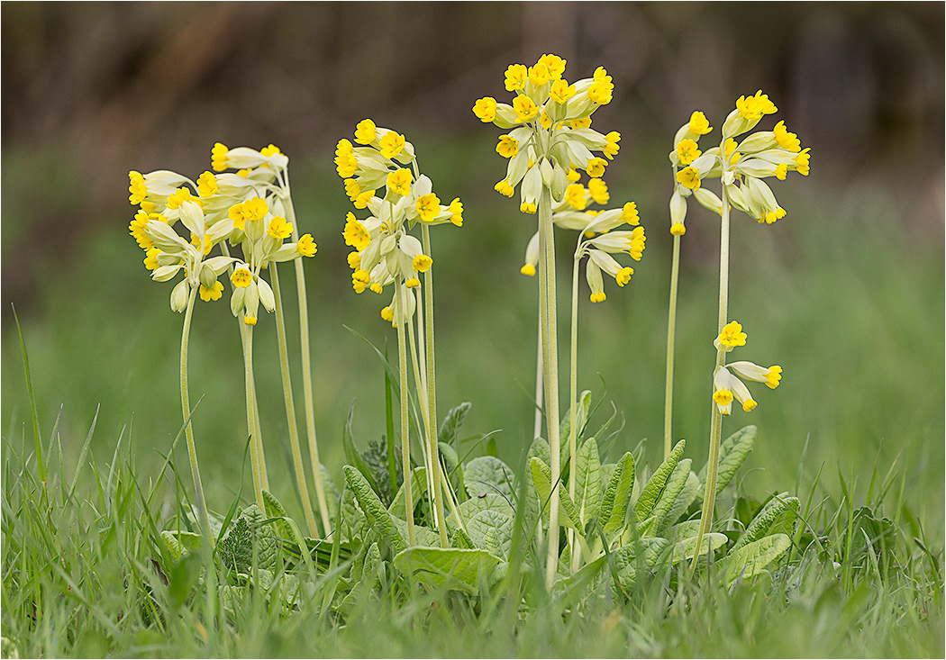 Cowslips