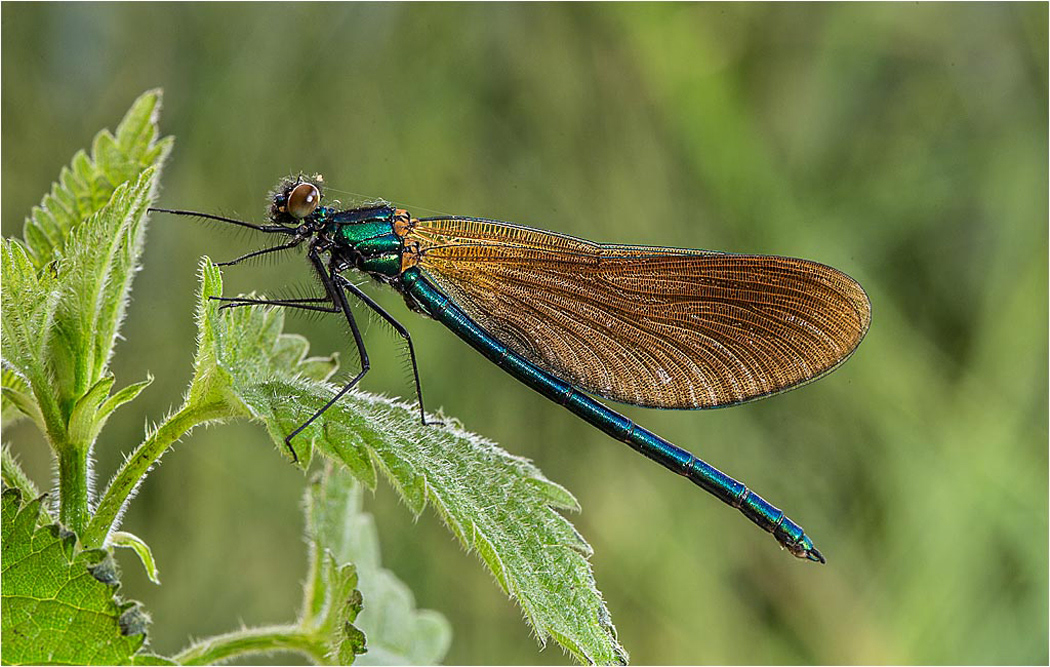 Beautiful Demoiselle on Stinging Nettle