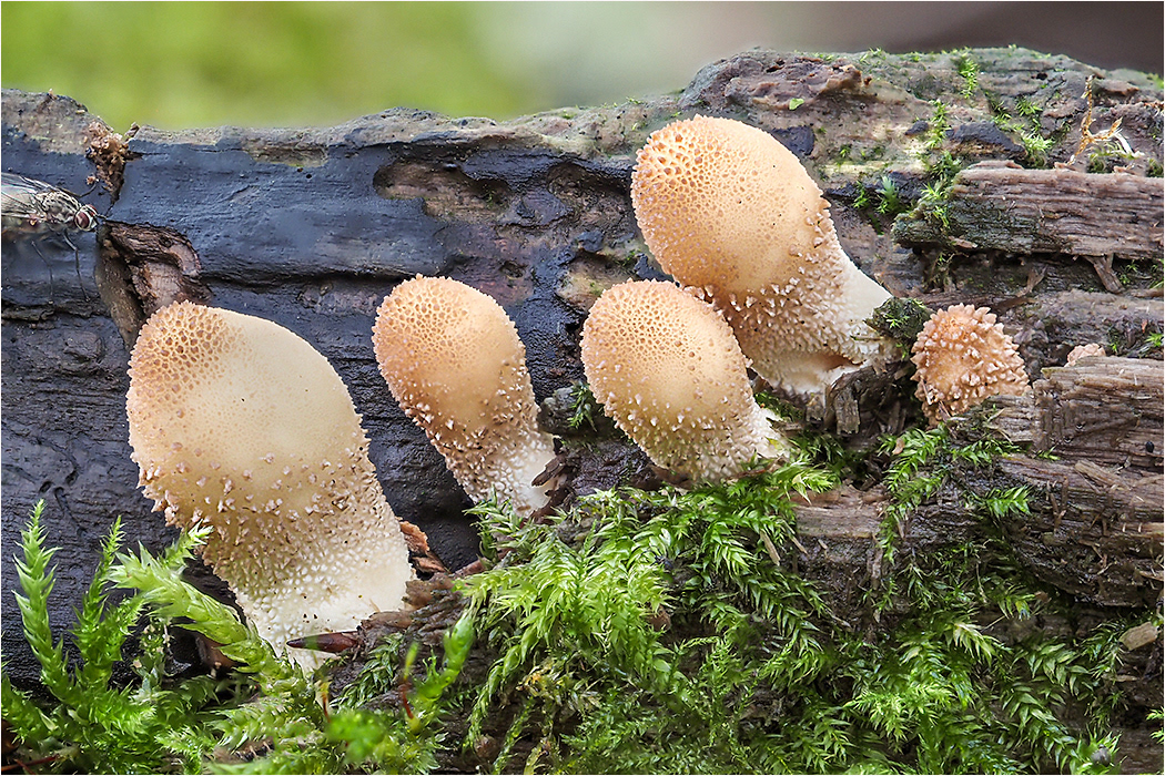 Honey Fungus - Newly Emerged