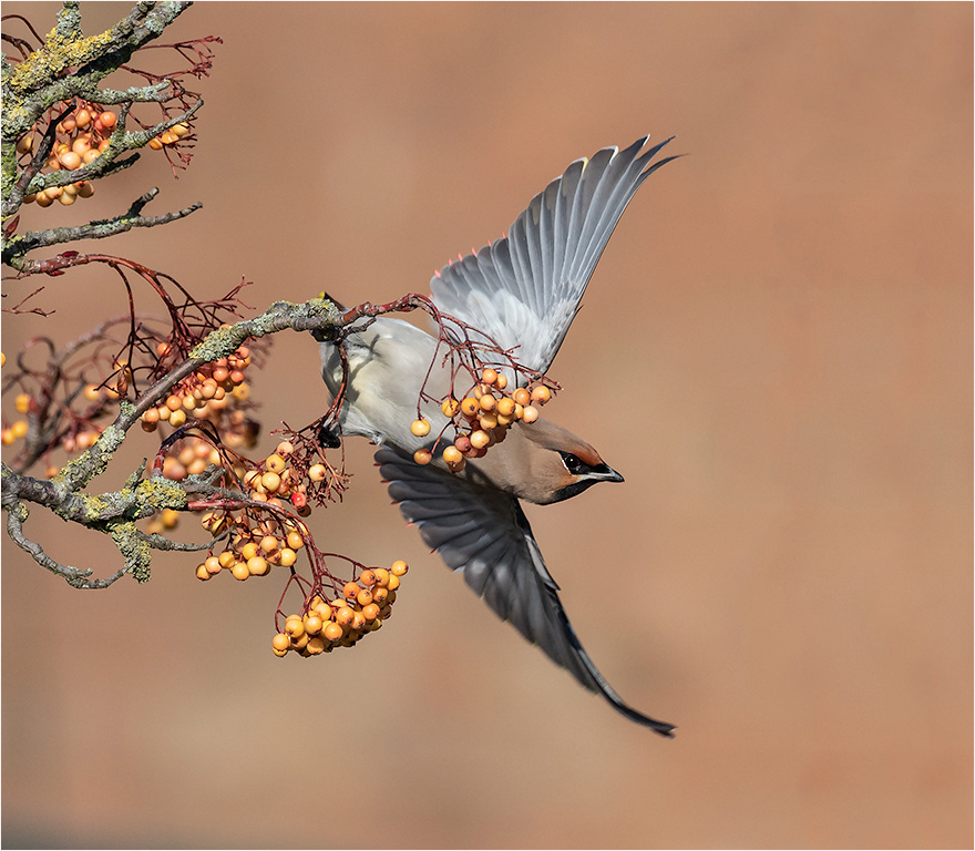 Waxwing
