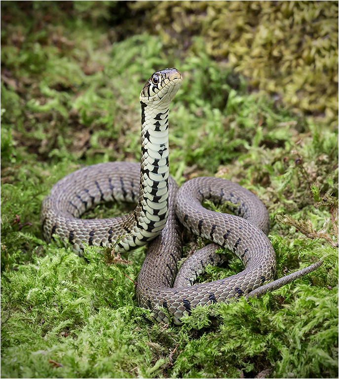 Grass Snake