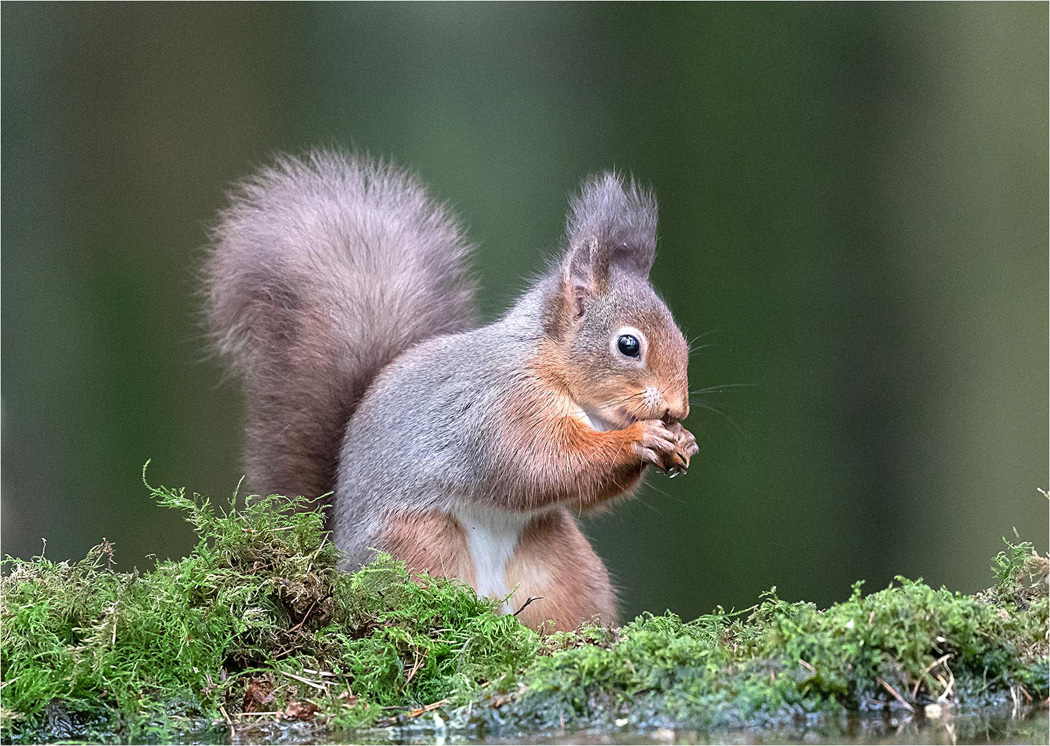 Red Squirrel