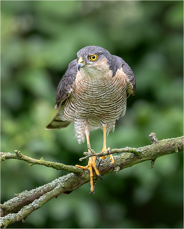Sparrowhawk