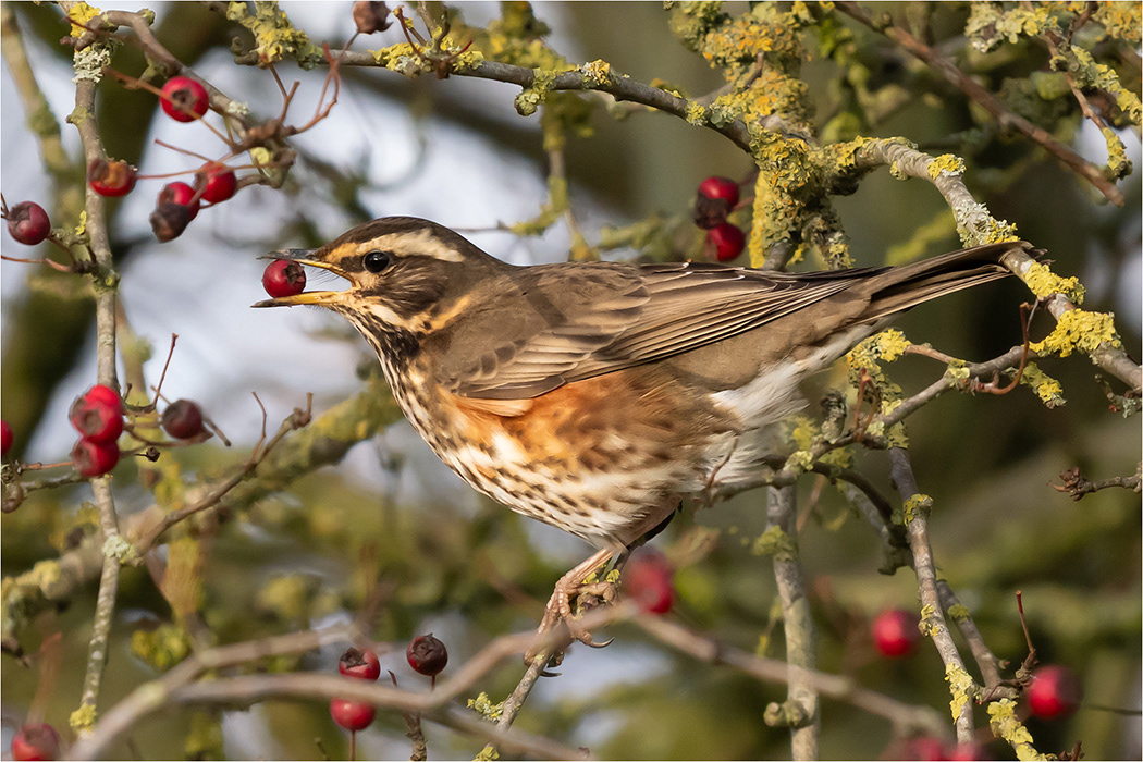Redwing